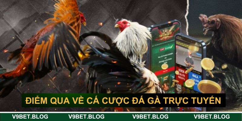 Điểm qua về cá cược đá gà trực tuyến V9bet