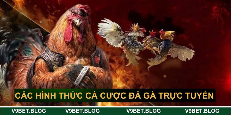 Các hình thức cá cược đá gà trực tuyến hot nhất tại V9bet