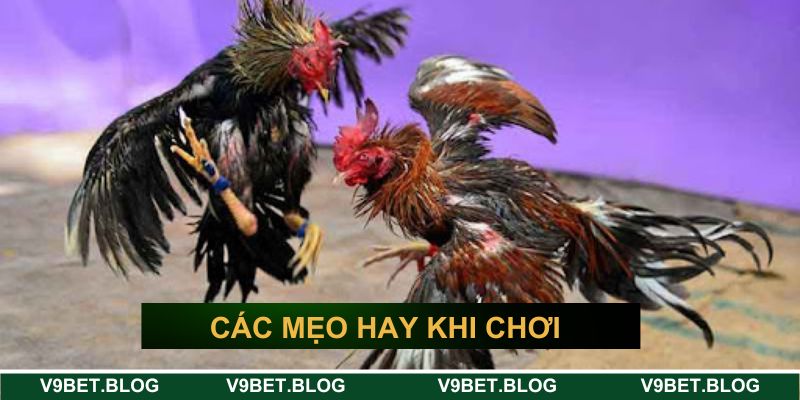Các mẹo hay khi cá cược đá gà trực tuyến V9bet