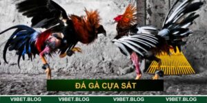 đá gà cựa sắt