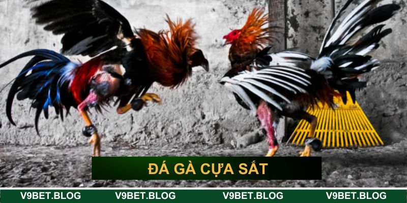 đá gà cựa sắt