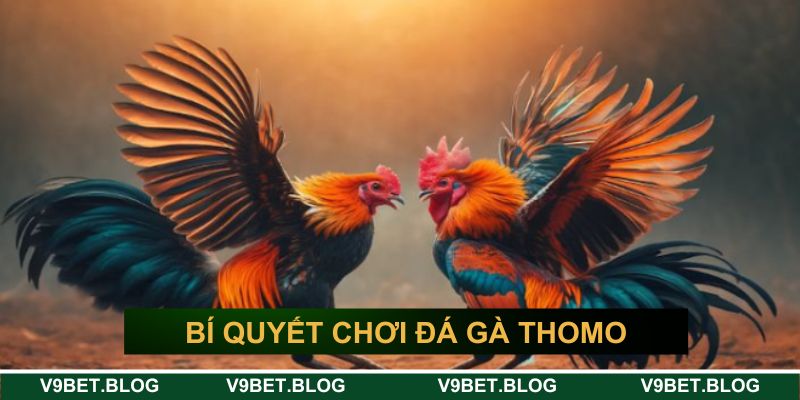 Bí quyết chơi đá gà thomo mới nhất bất bại