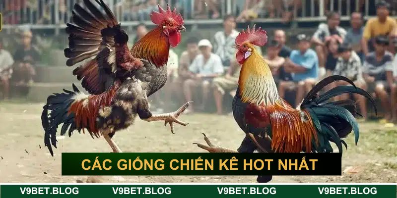 Các giống chiến kê hot nhất trên thị trường&nbsp;