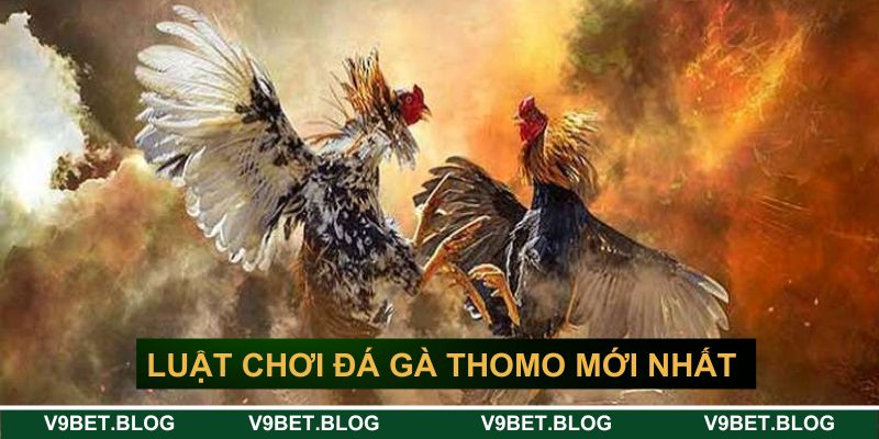 Luật chơi đá gà thomo mới nhất tại V9bet