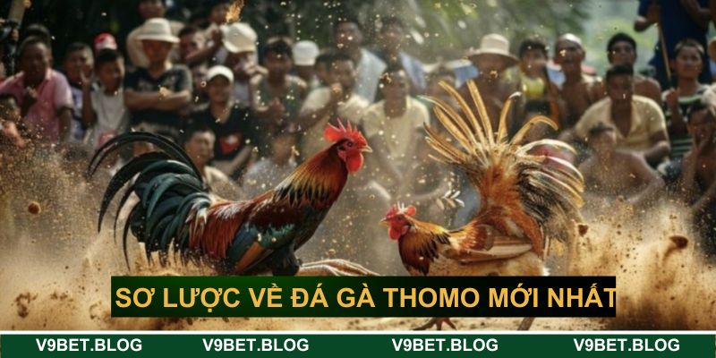 Tìm hiểu sơ lược về đá gà thomo mới nhất