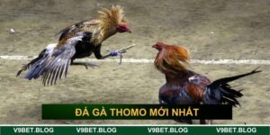 Đá gà Thomo mới nhất