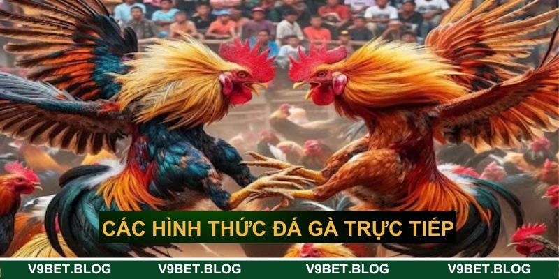 Các hình thức đá gà trực tiếp V9bet