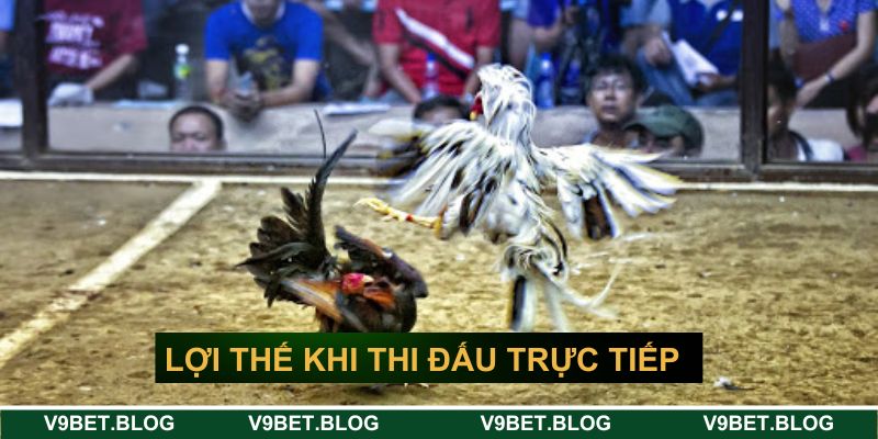 Lợi thế khi thi đấu trực tiếp đá gà hôm nay V9bet