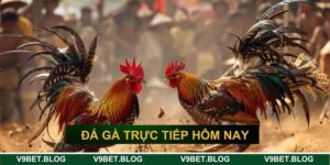 trực tiếp đá gà hôm nay