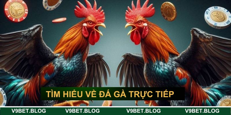 Tìm hiểu về đá gà trực tiếp V9bet