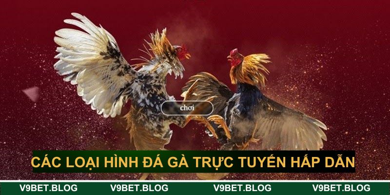 Các loại hình đá gà trực tuyến hấp dẫn V9bet