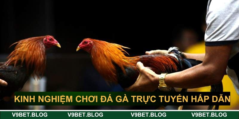 Kinh nghiệm chơi đá gà trực tuyến hấp dẫn V9bet