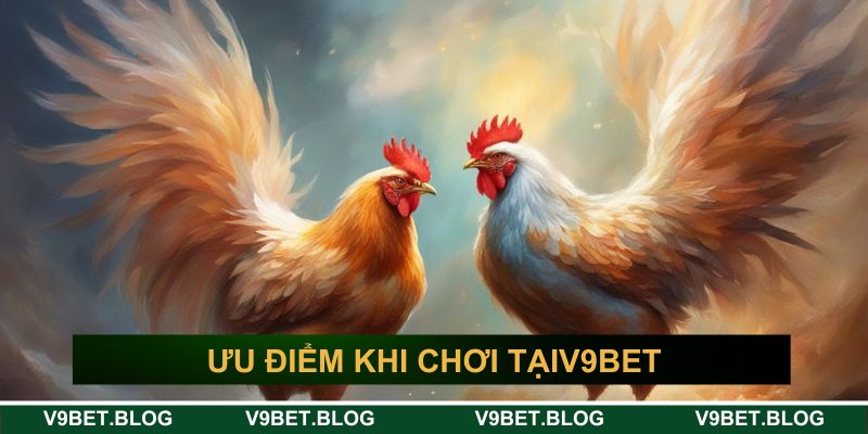 Ưu điểm nổi bật khi chơi đá gà trực tuyến hấp dẫn V9bet